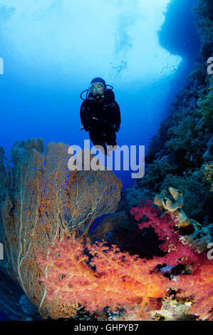 Dendronephthya sp., Coralreef with Red Softcoral, Gorgonian and scuba diver, Elphinestone Reef, Red Sea, Egypt, Africa Stock Photo