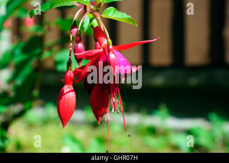 FUCHSIA'S IN THE SUN Stock Photo