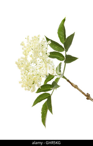 Elder, Sambucus Nigra, flowers and leaves isolated against white Stock Photo
