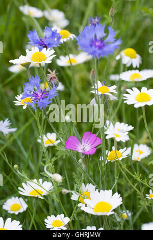 Agrostemma githago in a wildflower meadow. Corncockle flower. Stock Photo