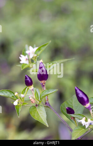 Capsicum annum NuMex Twilight. Colourful Chili Pepper fruits. Stock Photo