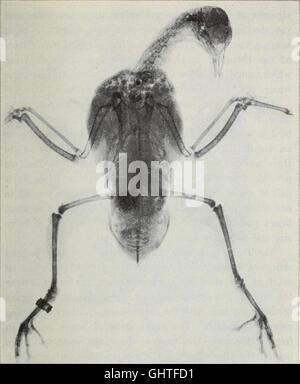 A 1906 work examining the physical form and biological function of ...