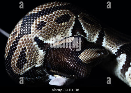 West Jakarta, Indonesia. 09th Aug, 2016. Ball python (Python Regius) takes its prey, a white rat. Ball pythons, is the smallest python species in Africa. The snake also known as the Royal Python, because the behavior of these animals which are likely to roll up like a ball in a state of distress or fear. The name of Royal Pythons (from the Latin "Regius") comes from the story that Cleopatra supposedly wore the snake around her wrist. © Tubagus Aditya Irawan/Pacific Press/Ģ����ý Live News Stock Photo