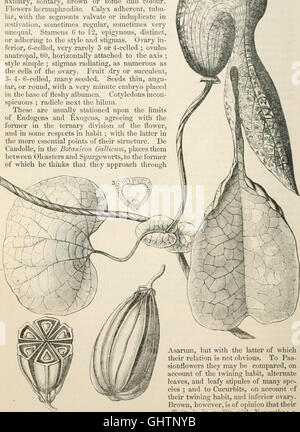 The vegetable kingdom - or, The structure, classification, and uses of plants, illustrated upon the natural system (1846) Stock Photo