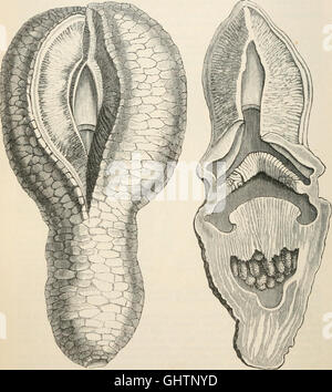 The vegetable kingdom - or, The structure, classification, and uses of plants, illustrated upon the natural system (1846) Stock Photo