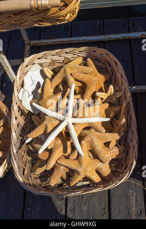 Dried Starfish for sale in a basket Stock Photo - Alamy