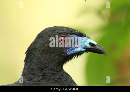 Black Guan, Chamaepetes unicolor. Costa Rica Stock Photo