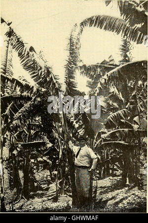 Tropical agriculture; the climate, soils, cultural methods, crops, live stock, commercial importance and opportunities of the tropics (1916) Stock Photo