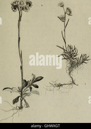 A 1777 work using the Linnaean system to catalog the native plants of ...