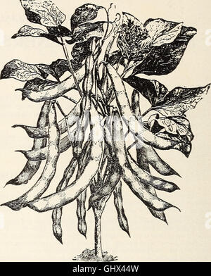 Mann's descriptive catalgoue - 1914 guide for the farm and garden (1914)