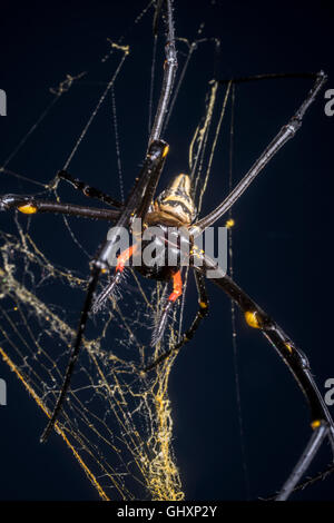 Okinawan Banana Spider on web, Okinawa, Japan Stock Photo