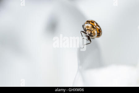 Varied Carpet Beetle (Anthrenus verbasci on the edge of a paeony flower petal. Stock Photo