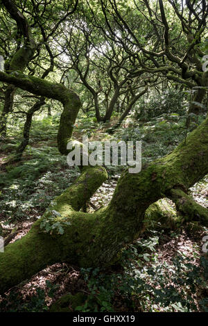 Characterful English Oak trees in woodland on a mid summer day. Stock Photo