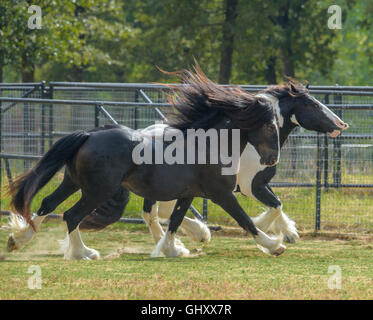 4 year old Gypsy Vanner Horse stallions rough house and play Stock Photo