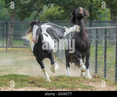 4 year old Gypsy Vanner Horse stallions roughouse and play Stock Photo