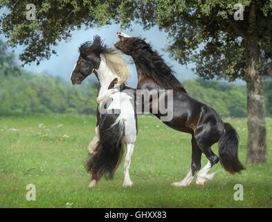 4 year old Gypsy Vanner Horse stallions roughouse and play Stock Photo