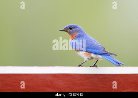 Eastern bluebird (Sialia sialis) on refuge road sign, Bombay Hook NWR, Delaware, USA Stock Photo