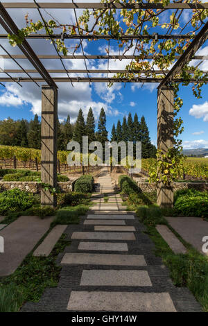 Cabernet Sauvignon grape vineyard, grape vineyard, vineyard, Dana Estates, Napa Valley, Napa County, California, United States, North America Stock Photo