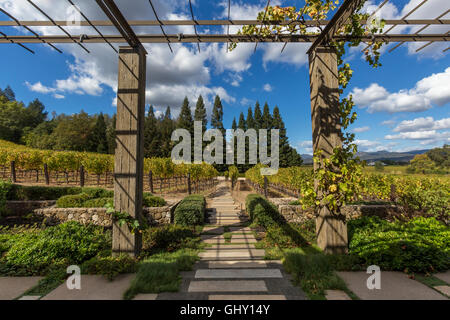 Cabernet Sauvignon grape vineyard, grape vineyard, vineyard, Dana Estates, Napa Valley, Napa County, California, United States, North America Stock Photo