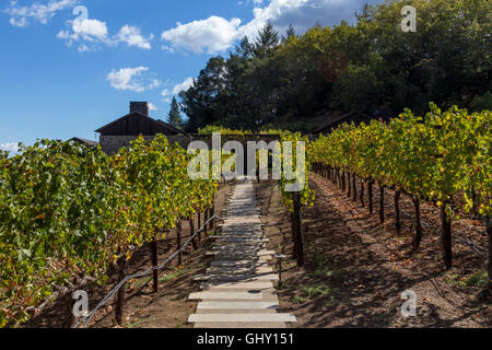 Cabernet Sauvignon grape vineyard, grape vineyard, vineyard, Dana Estates, Napa Valley, Napa County, California, United States, North America Stock Photo