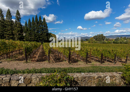 Cabernet Sauvignon grape vineyard, grape vineyard, vineyard, Dana Estates, Napa Valley, Napa County, California, United States, North America Stock Photo