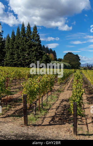 Cabernet Sauvignon grape vineyard, grape vineyard, vineyard, Dana Estates, Napa Valley, Napa County, California, United States, North America Stock Photo