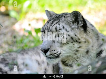 Closeup portrait of lying snow leopard (Uncia Uncia). He lives in mountain in central Asia. Stock Photo