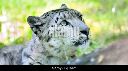 Closeup portrait of lying snow leopard (Uncia Uncia). He lives in mountain in central Asia. Stock Photo