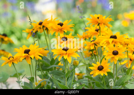 Rudbeckia 'Indian Summer' flowers in an English summer garden Stock Photo