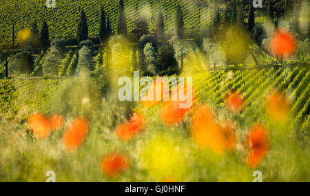 poppies and vineyards near Castelnuovo dell'Abate, Montalcino, Tuscany, Italy Stock Photo