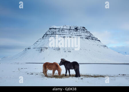 horses grazing in the snow in front of Kirkjufell, Snaefellsness Peninsula, Iceland Stock Photo