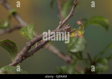 Birkenspanner, Birken-Spanner, Raupe, Biston betularia, Biston betularius, Amphidasis betularia, peppered moth, caterpillar, La  Stock Photo