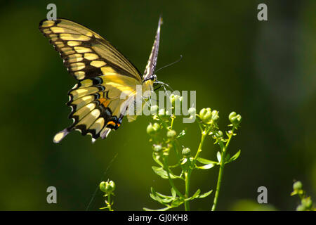 Giant swallowtail butterfly close up feeding on wildflowers Stock Photo