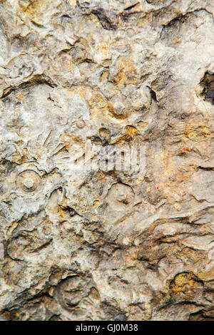 Fossil rock close up detailed Stock Photo