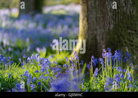 bluebells in the woods near Minterne Magna, Dorset, England Stock Photo