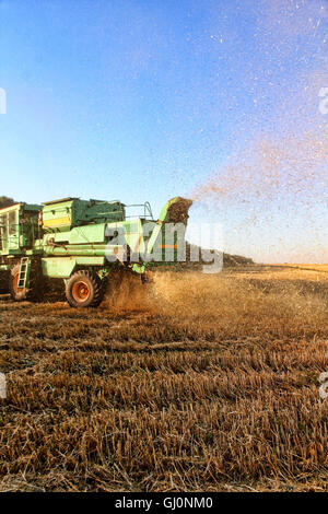 Back view of a combine harvester at work harvesting maize in a farm ...