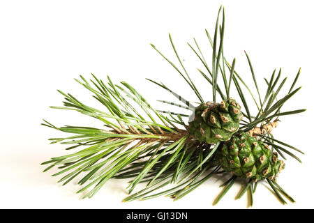 Closeup of a pine tree branch with pine cones. Isolated on white background. Stock Photo