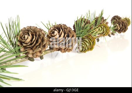 Closeup of a larch tree branch with larch cones. Isolated on white background. Stock Photo