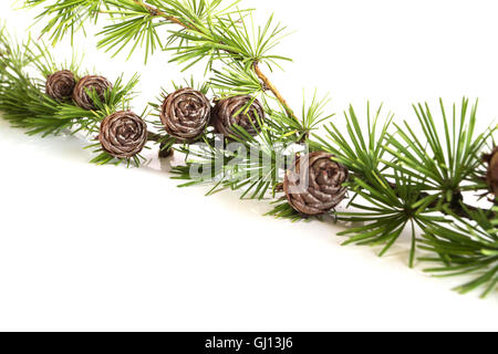 Closeup of a larch tree branch with larch cones. Isolated on white background. Stock Photo