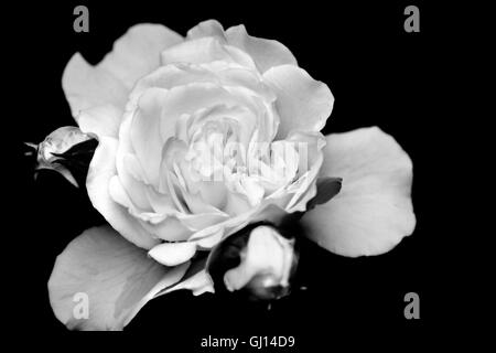 Rose black and white closeup Stock Photo