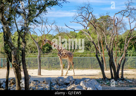 Montpellier Zoological Park Stock Photo