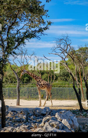 Montpellier Zoological Park Stock Photo