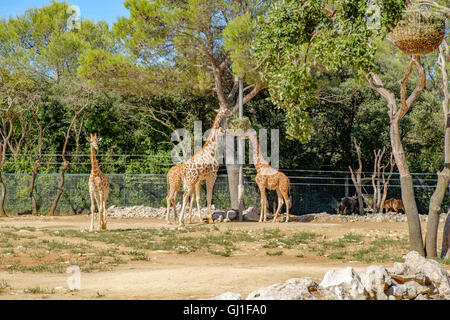 Montpellier Zoological Park Stock Photo