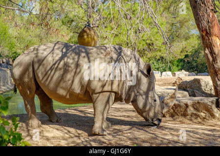 Montpellier Zoological Park Stock Photo