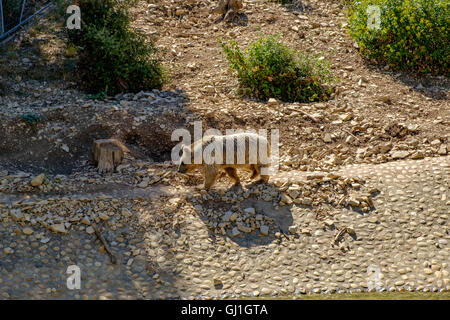 Montpellier Zoological Park Stock Photo