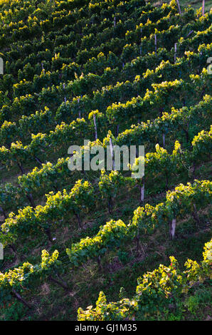 Deutsch Schützen-Eisenberg: vineyard from above, Austria, Burgenland, Stock Photo