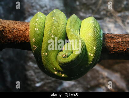 Southeast Asian Green tree python or Chondro snake (Morelia viridis) wrapped around a branch, facing the camera Stock Photo