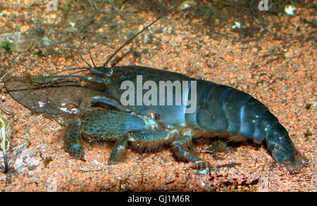 Giant African fan shrimp ( Atya gabonensis), aka African filter shrimp, vampire shrimp, Cameroon or Gabon blue rhino shrimp Stock Photo