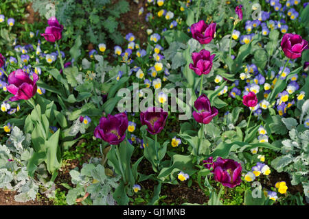 Big flowerbed of tulips and pansies was seen in Washington D.C., USA. Even more various species and types of flowers are located in the Floral Library on the territory of the National Mall. Stock Photo