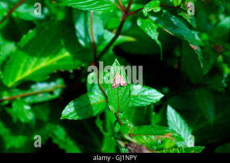 MINT MOTH ON MINT LEAF Stock Photo